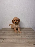 Buttercup, a female Miniature Goldendoodle for sale in Sacramento, CA – Photo 2 of 2