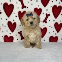 Anna, a female Goldendoodle for sale in Sacramento, CA – Photo 2 of 3