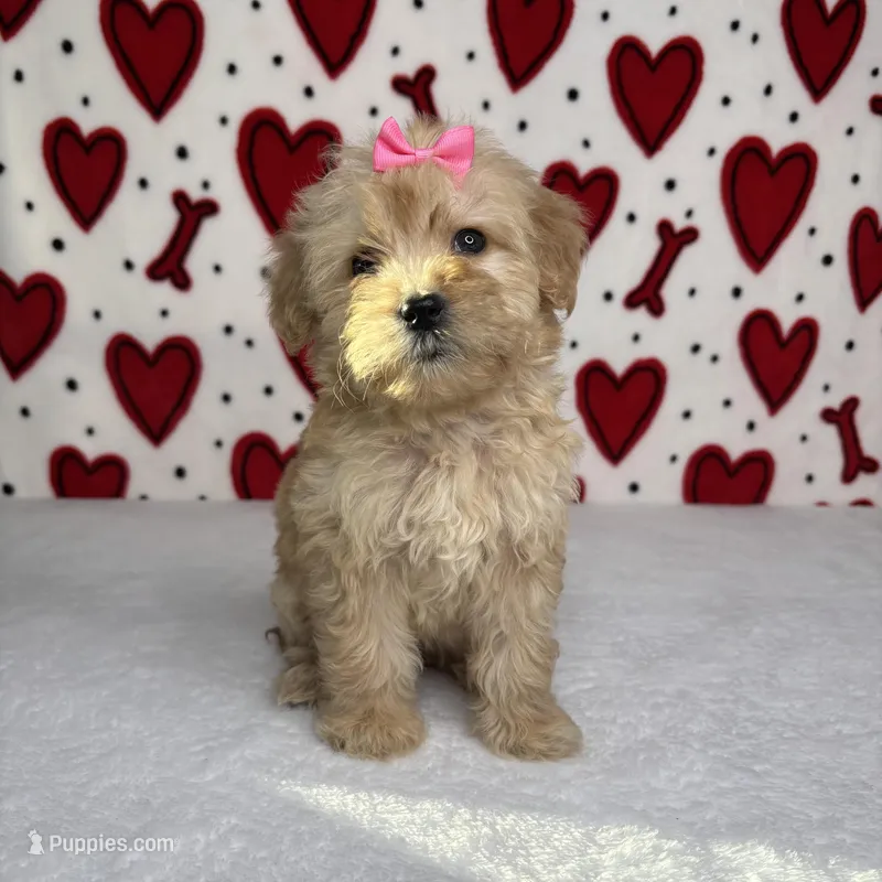Anna, a female Goldendoodle for sale in Sacramento, CA – Photo 1 of 3