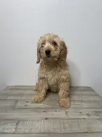 Zoe, a female Miniature Goldendoodle for sale in Sacramento, CA – Photo 3 of 3