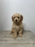 Zoe, a female Miniature Goldendoodle for sale in Sacramento, CA – Photo 2 of 3