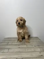 Chloe, a female Miniature Goldendoodle for sale in Sacramento, CA – Photo 2 of 3