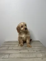 Chloe, a female Miniature Goldendoodle for sale in Sacramento, CA – Photo 3 of 3