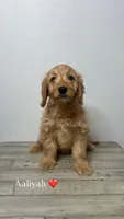 Aaliyah, a female Miniature Goldendoodle for sale in Sacramento, CA – Photo 1 of 3
