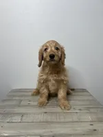 Aaliyah, a female Miniature Goldendoodle for sale in Sacramento, CA – Photo 3 of 3