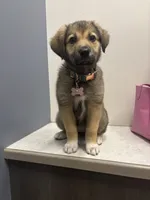 Zuri, a female German Shepherd Dog for sale in Nashville, TN – 2 of 3