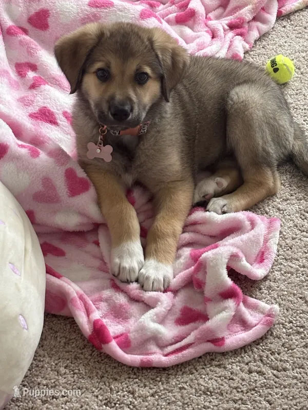 Zuri – German Shepherd Dog puppy for sale in Nashville, TN