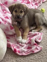 Zuri, a female German Shepherd Dog for sale in Nashville, TN – 1 of 3
