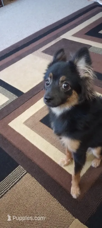 Princess Abigail   Nic "sissy" – Chihuahua puppy for sale in Chillicothe, OH