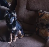 Princess Abigail   Nic "sissy", a female Chihuahua for sale in Chillicothe, OH – Photo 3 of 6