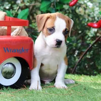 Wrangler, a male American Bulldog for sale in Mineola, TX – 5 of 5