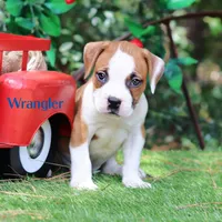 Wrangler, a male American Bulldog for sale in Mineola, TX – 4 of 5
