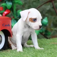 Cash can deliver Midwest, a male American Bulldog for sale in Mineola, TX – 5 of 6