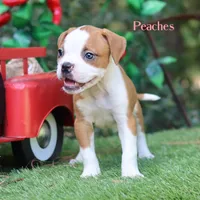 Peaches , a female American Bulldog for sale in Mineola, TX – 1 of 6