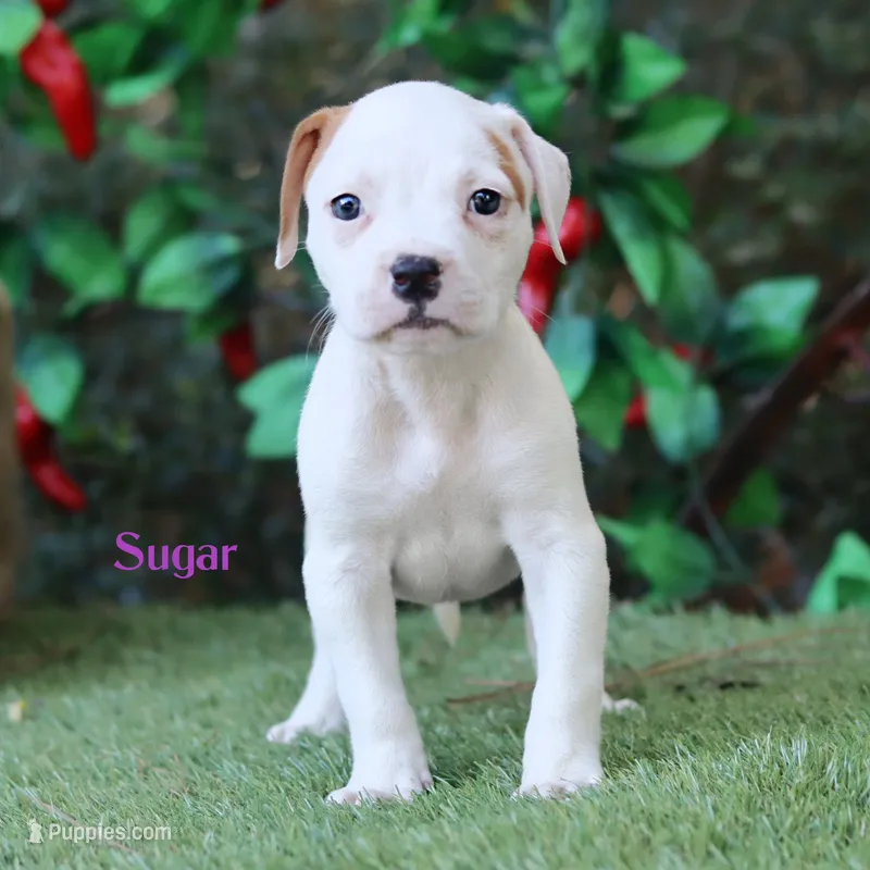 Sugar  – American Bulldog puppy for sale in Mineola, TX