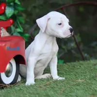 Bandit, a male American Bulldog for sale in Mineola, TX – 1 of 4