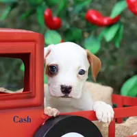 Cash can deliver Midwest, a male American Bulldog for sale in Mineola, TX – 2 of 6