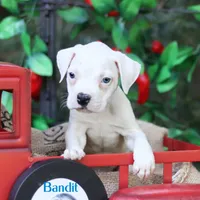 Bandit, a male American Bulldog for sale in Mineola, TX – 2 of 4