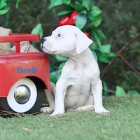 Bandit, a male American Bulldog for sale in Mineola, TX – 4 of 4