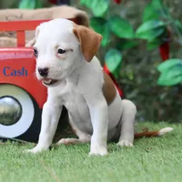 Cash can deliver Midwest, a male American Bulldog for sale in Mineola, TX – 3 of 6