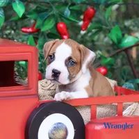 Wrangler, a male American Bulldog for sale in Mineola, TX – 3 of 5