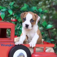 Wrangler, a male American Bulldog for sale in Mineola, TX – 2 of 5