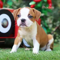 Peaches , a female American Bulldog for sale in Mineola, TX – 4 of 6