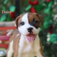 Daisy northeast delivery available , a male American Bulldog for sale in Mineola, TX – 4 of 7