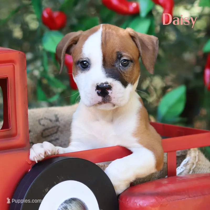 Daisy northeast delivery available  – American Bulldog puppy for sale in Mineola, TX