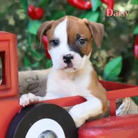 Daisy northeast delivery available , a male American Bulldog for sale in Mineola, TX – 1 of 7