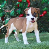 Daisy northeast delivery available , a male American Bulldog for sale in Mineola, TX – 7 of 7