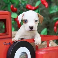 Cash can deliver Midwest, a male American Bulldog for sale in Mineola, TX – 4 of 6
