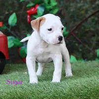 Sugar , a female American Bulldog for sale in Mineola, TX – 5 of 6