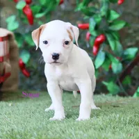 Sugar , a female American Bulldog for sale in Mineola, TX – 2 of 6