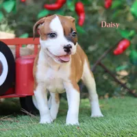 Daisy northeast delivery available , a male American Bulldog for sale in Mineola, TX – 6 of 7