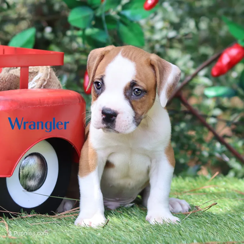 Wrangler – American Bulldog puppy for sale in Mineola, TX