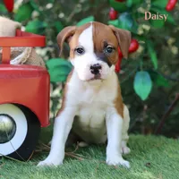 Daisy northeast delivery available , a male American Bulldog for sale in Mineola, TX – 5 of 7