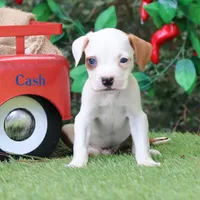 Cash can deliver Midwest, a male American Bulldog for sale in Mineola, TX – 1 of 6