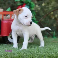 Sugar , a female American Bulldog for sale in Mineola, TX – 4 of 6