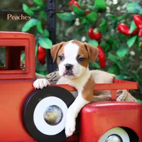 Peaches , a female American Bulldog for sale in Mineola, TX – 2 of 6