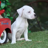 Bandit, a male American Bulldog for sale in Mineola, TX – 3 of 4