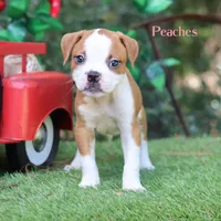 Peaches , a female American Bulldog for sale in Mineola, TX – 6 of 6
