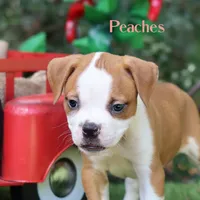 Peaches , a female American Bulldog for sale in Mineola, TX – 3 of 6