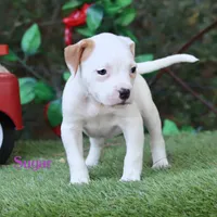 Sugar , a female American Bulldog for sale in Mineola, TX – 6 of 6
