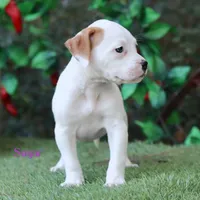 Sugar , a female American Bulldog for sale in Mineola, TX – 3 of 6