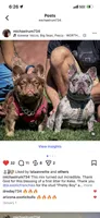 Silver Surfer, a male French Bulldog for sale in Phoenix, AZ – Photo 4 of 9