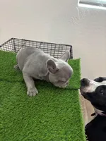 Silver Surfer, a male French Bulldog for sale in Phoenix, AZ – Photo 2 of 9