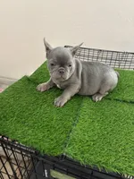 Silver Surfer, a male French Bulldog for sale in Phoenix, AZ – Photo 3 of 9