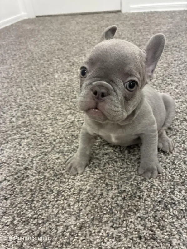 Silver Surfer the lilac frenchy puppy – French Bulldog puppy for sale in Phoenix, AZ