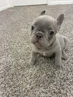 Silver Surfer, a male French Bulldog for sale in Phoenix, AZ – Photo 8 of 9